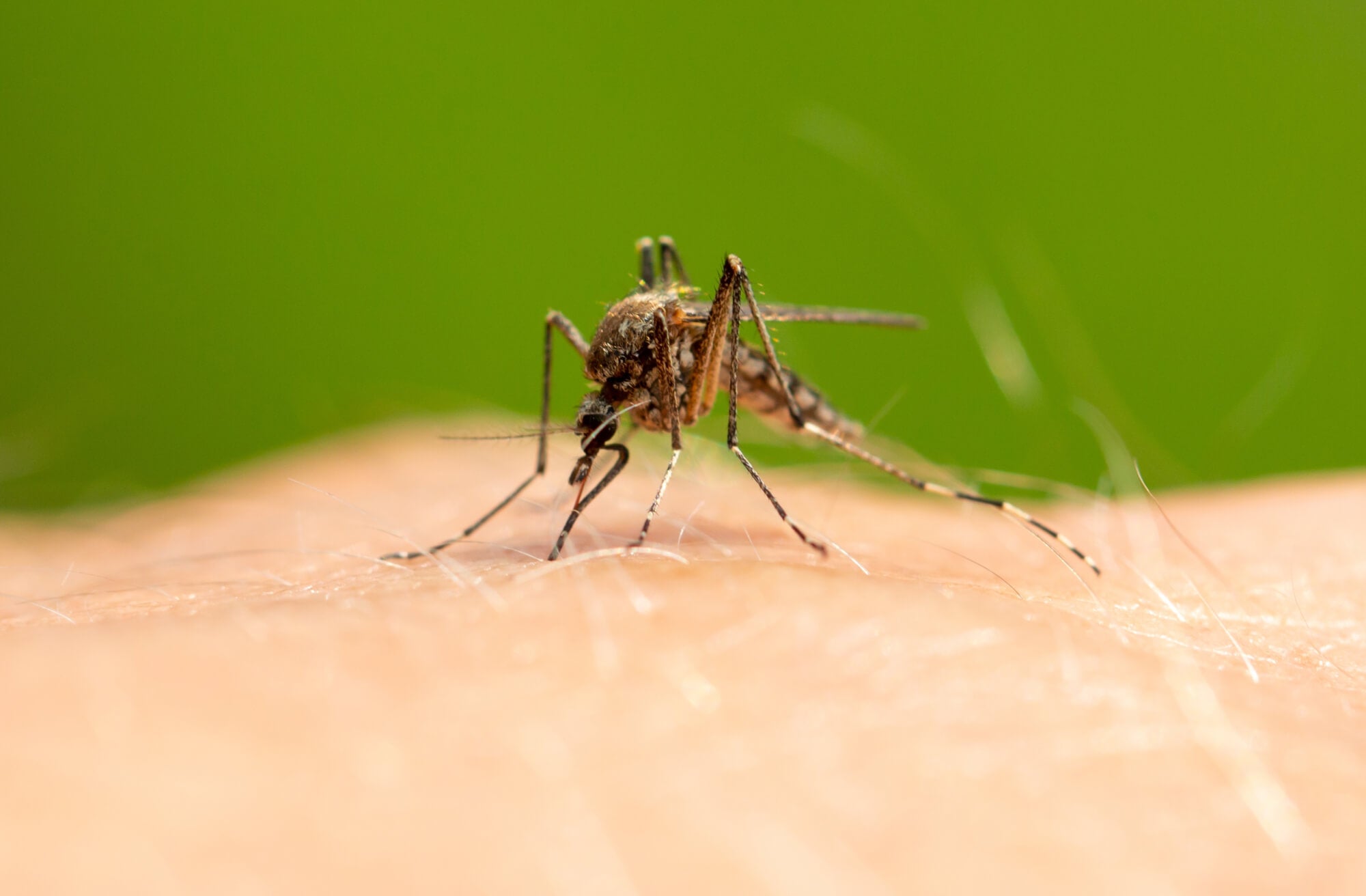 UK rise in insect bites this summer and tips how to deal with them